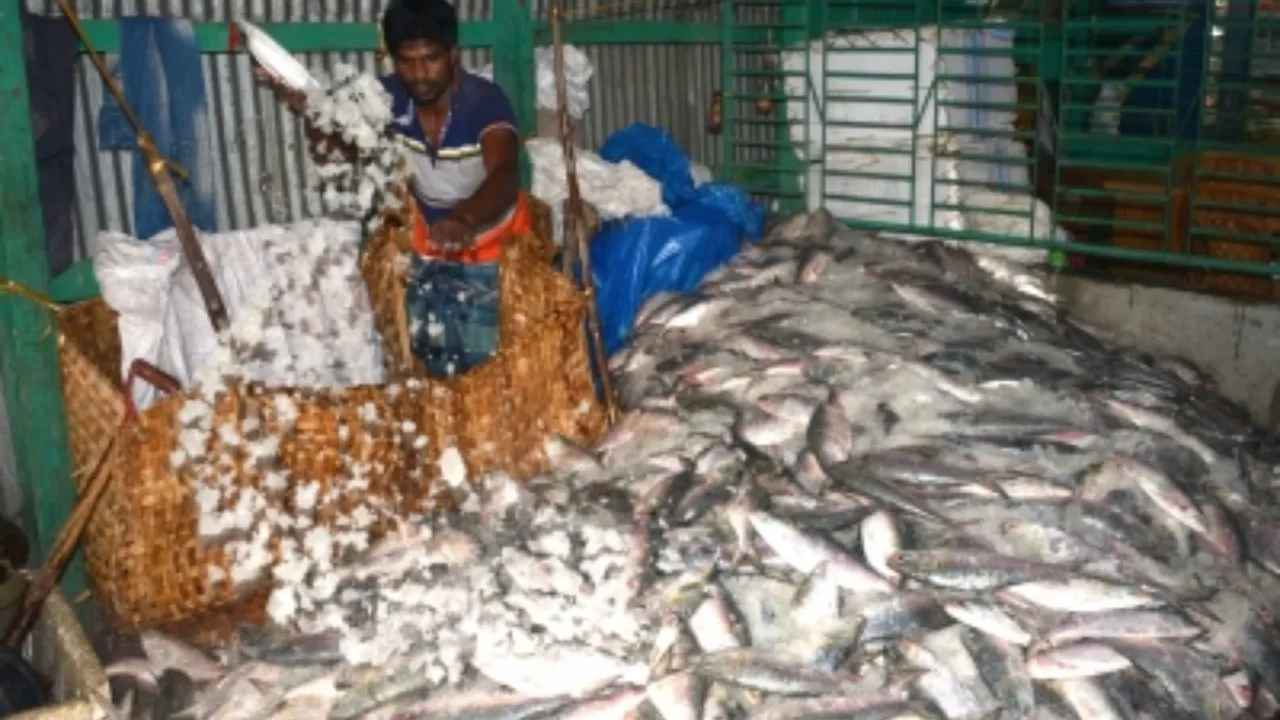  Fish Production Photograph: (आईएएनएस) 