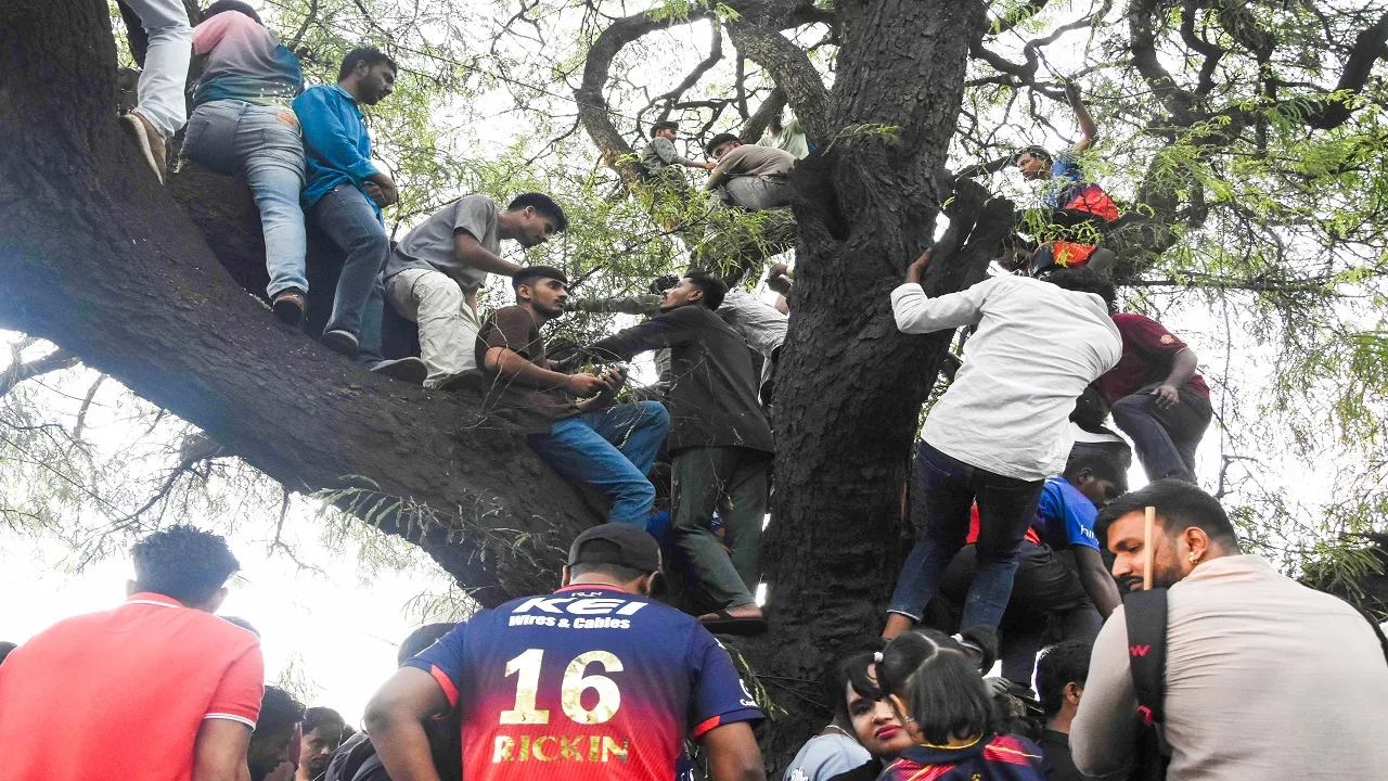 RCB Fans