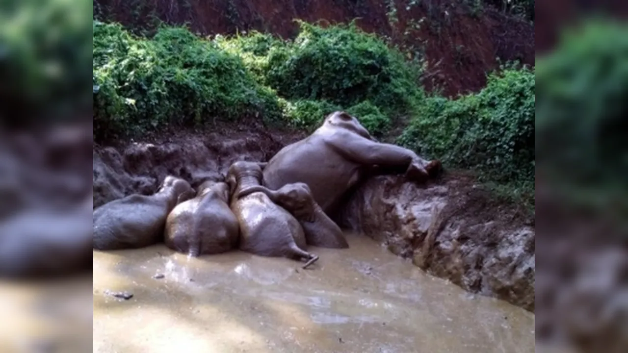  केरल के एर्नाकुलम के जंगलों मे 5 हाथियों के शव मिले, एक गर्भवती हथिनी और बच्चा भी शामिल