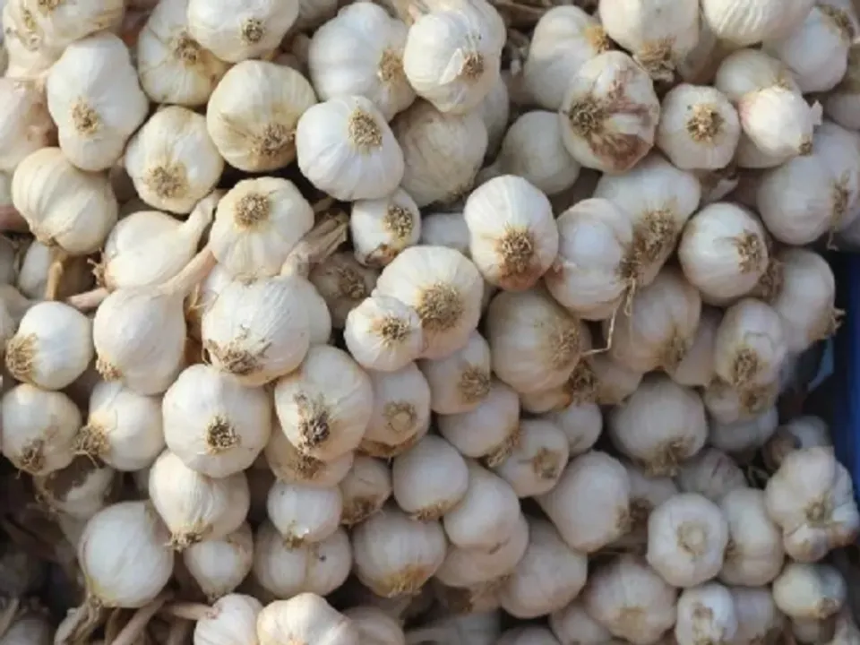  चाइनीज लहसुन बैन के बावजूद धड़ल्ले से भारत में बिक रहा है (प्रतीकात्मक तस्वीर) 