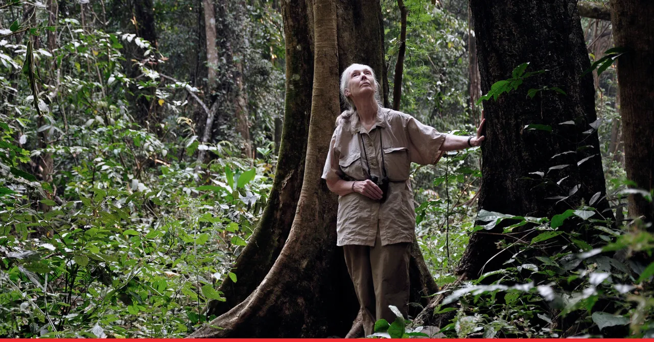 AWS to Digitize Jane Goodall