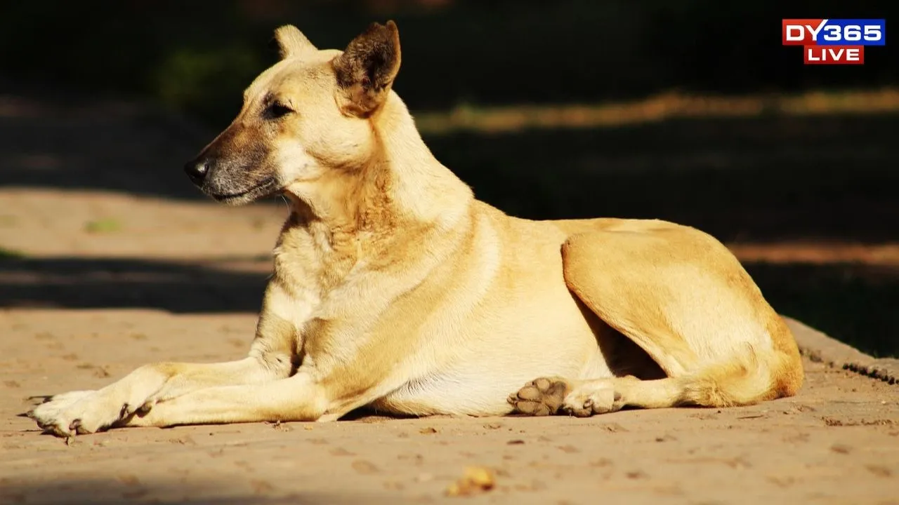 Assam Anti-Rabies Campaign in Dibrugarh, Over 100 Stray Dogs Vaccinated
