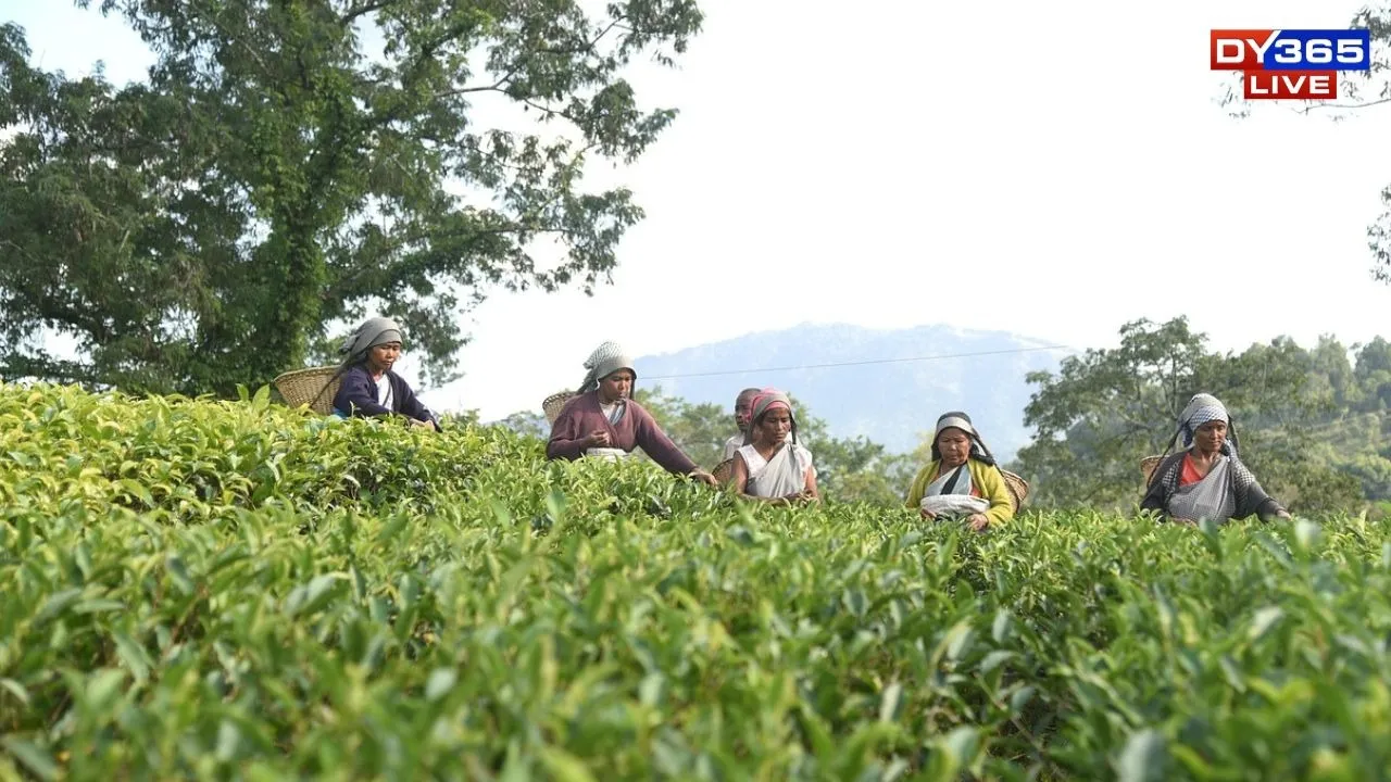Tea Garden Assam