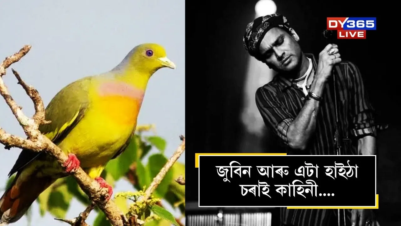 Zubin and a story of a  bird