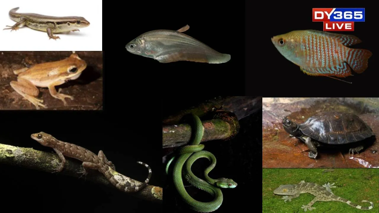 How Many Voices Sing in Kaziranga’s Swamps? Scientists Just Found Out