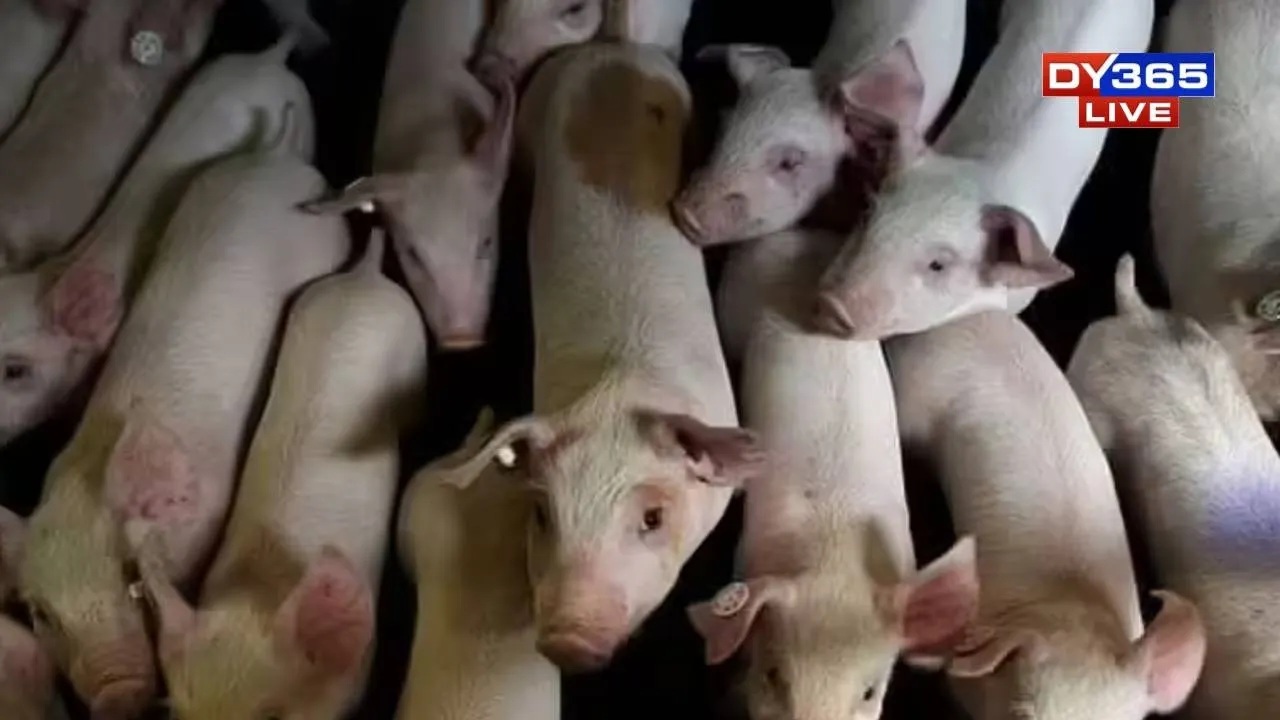 25,000 Pig Farmers Hit Hard as African Swine Fever Ravages Assam