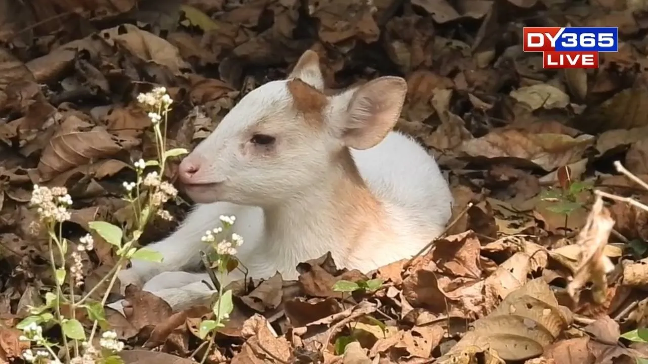 Rare Albino Deer Leaves Tourists Spellbound in Kaziranga’s UNESCO World Heritage Wilderness
