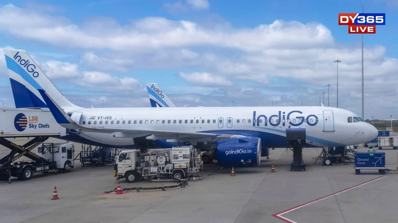 Indigo (3)