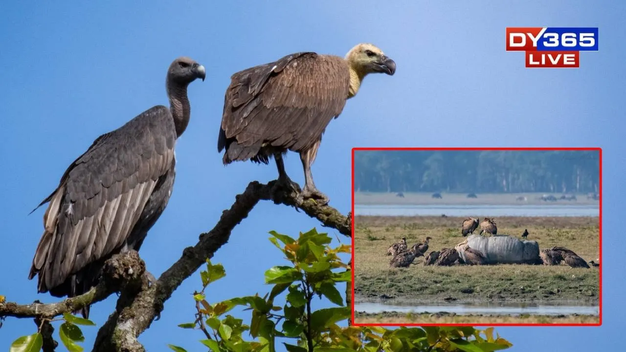 In a First, Captive-Reared Critically Endangered Vultures Released from Rani for Kaziranga’s 6th Addition
