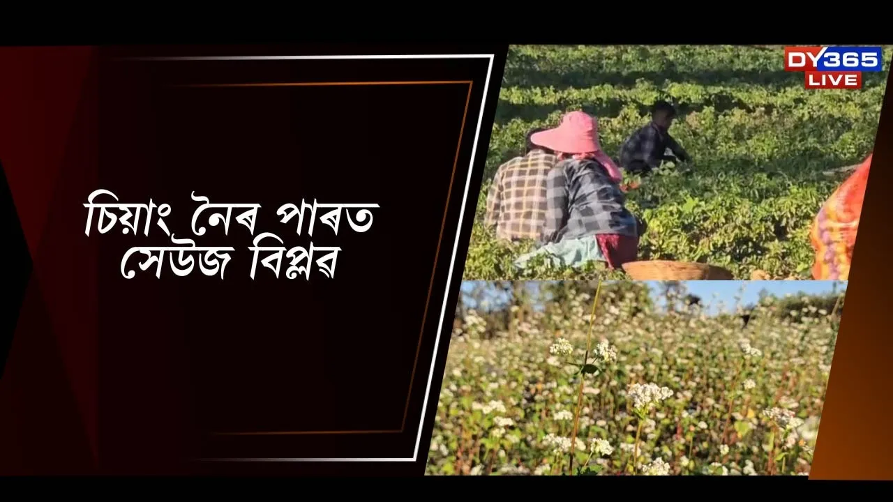  চিয়াং নৈৰ পাৰত সেউজ বিপ্লৱ Photograph: (DY365) 