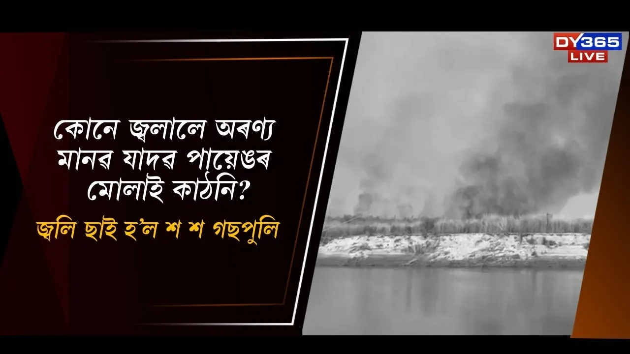  কোনে জ্বলালে অৰণ্য মানৱ যাদৱ পায়েঙৰ মোলাই কাঠনি? Photograph: (DY365) 
