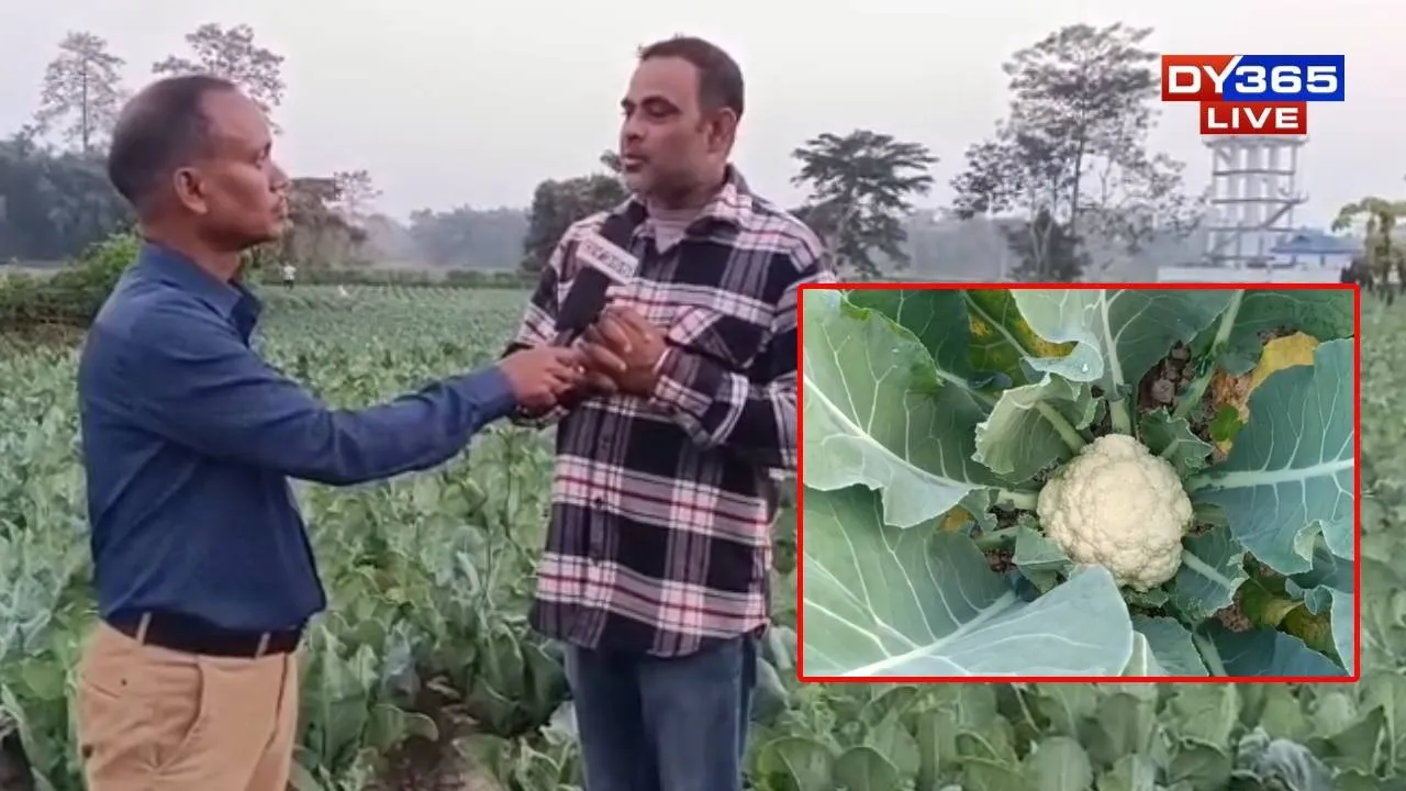  Sahabuddin Ahmed's farm reflects diversity and sustainable practices, with vast fields producing cabbage, cauliflower, potatoes, onions, tomatoes, along with various seasonal crops. 