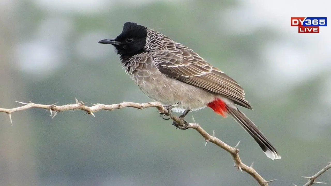  Assam: Hajo festivities hit pause as Bulbul Bird fight stands cancelled once again