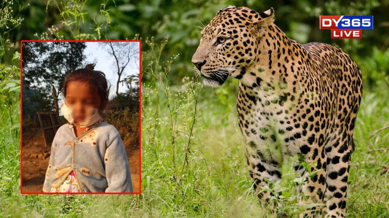  The wild animal reportedly targeted the child while she was playing, inflicting serious injuries to her face and abdomen 