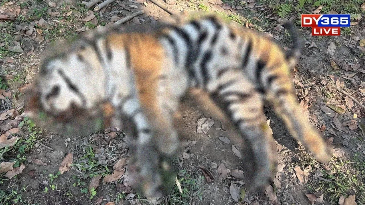  The Carcass of the dead Tiger 