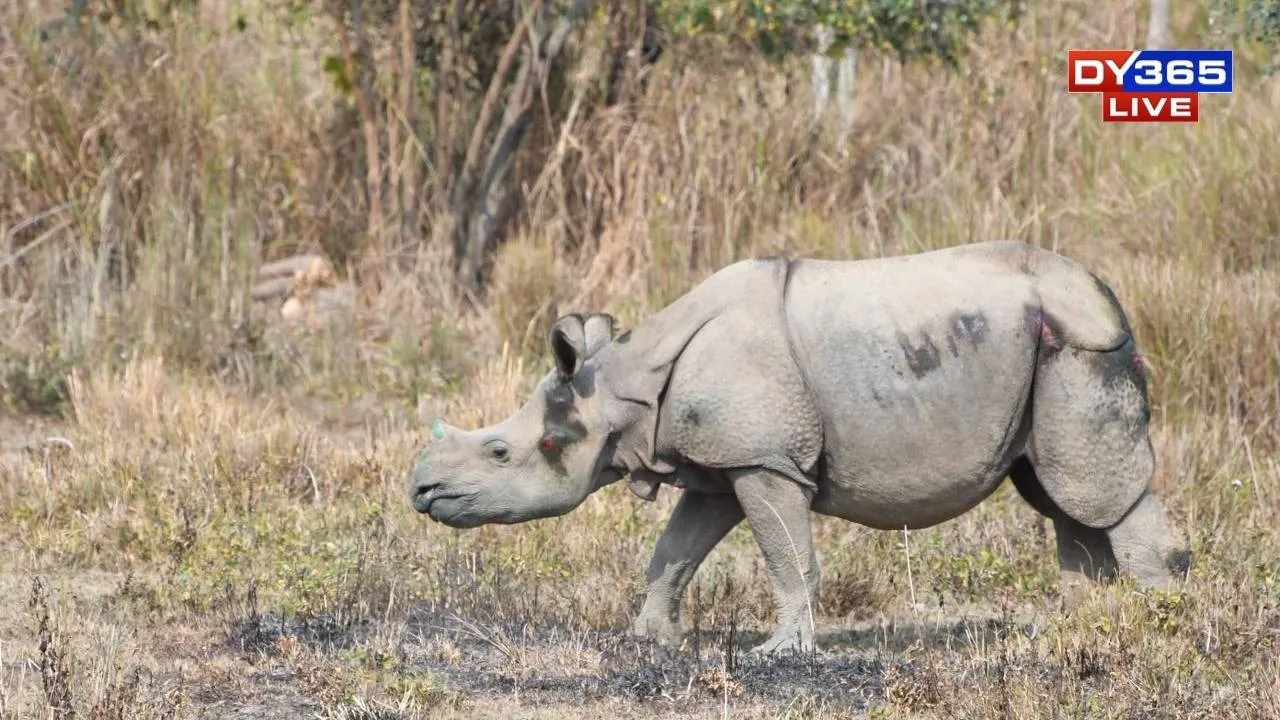  Back to the wild: Chandra and Kanai return home to Kaziranga
