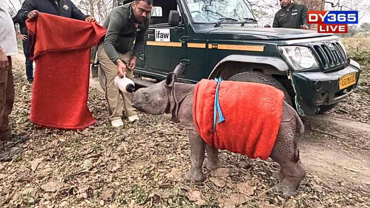  The rescued rhino calf 