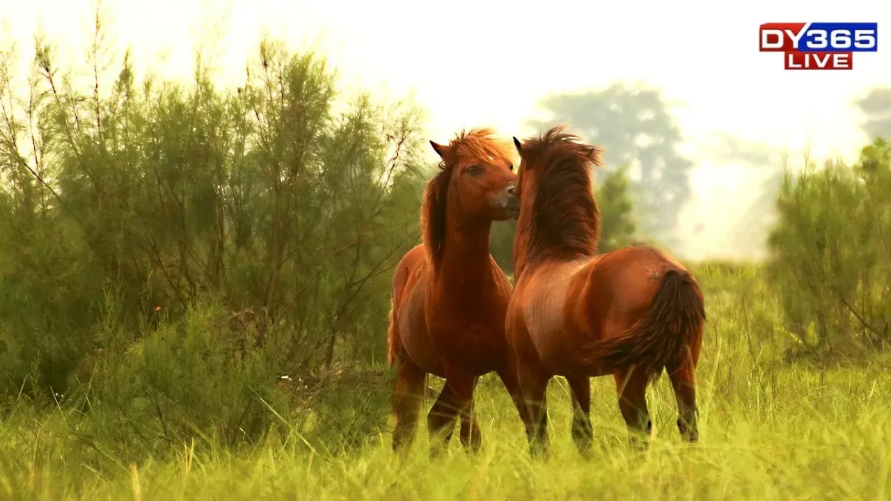  FERAL HORSES 