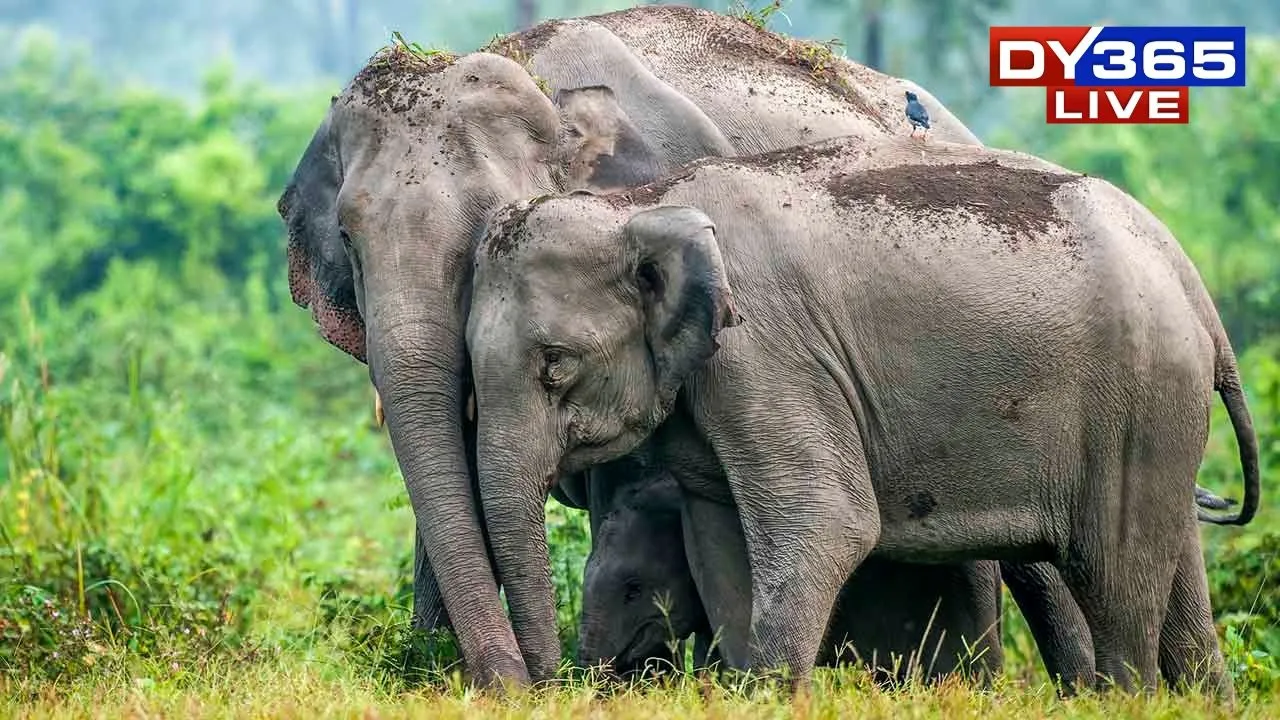  Hatikhuli: How an Assam Village Turned Human-Elephant Conflict into Peaceful Coexistence