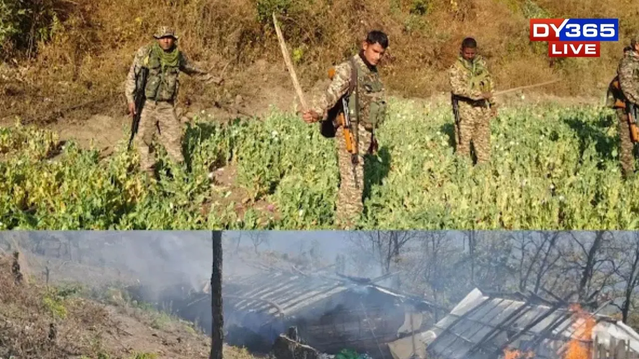  Six Acres of Illicit Poppy Crops Uprooted in Manipur Hills; One Arrested, PREPAK Cadre Nabbed