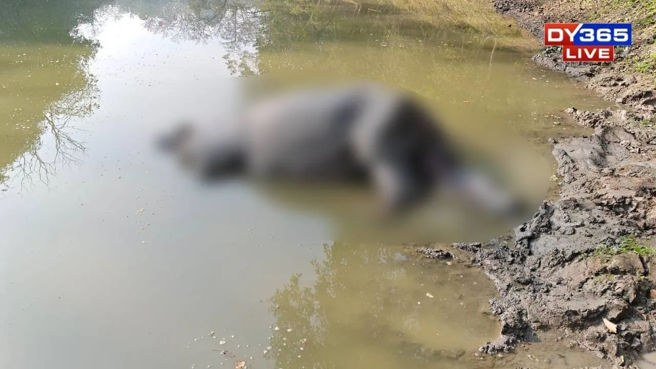  Rhino Found Dead in Assam's Pobitora Wildlife Sanctuary
