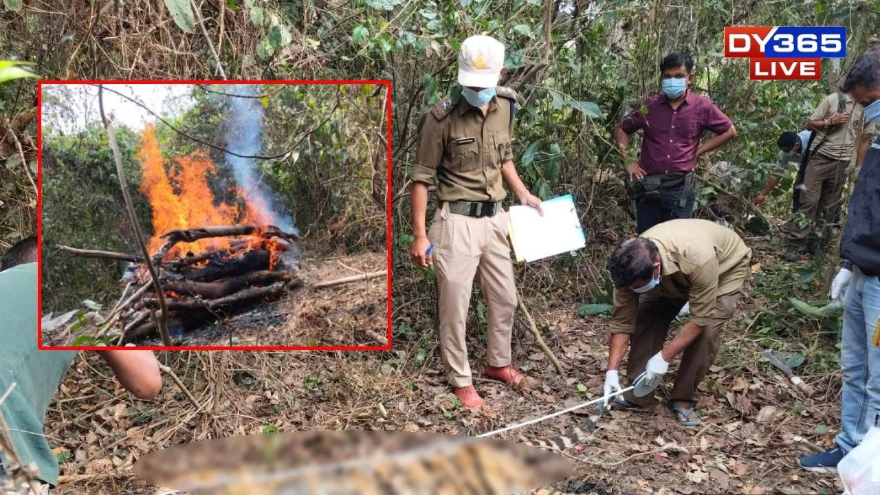  Kaziranga Officials Find Decomposed Tiger Carcass, Samples Sent for Forensics