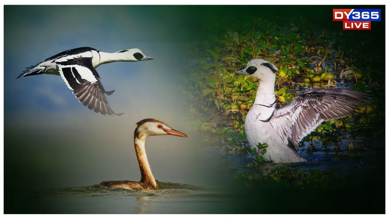  Rare Smew Duck Spotted in Kaziranga as Waterbird Count Crosses 1.05 Lakh