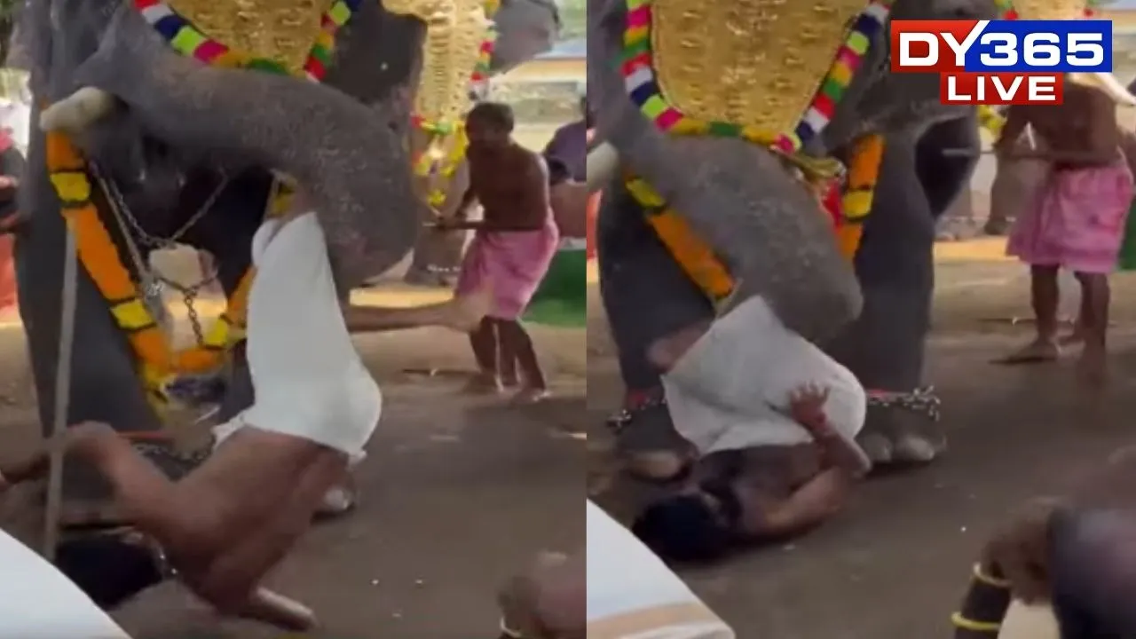  Man Seriously Hurt After Elephant Attack During Kerala Temple Event