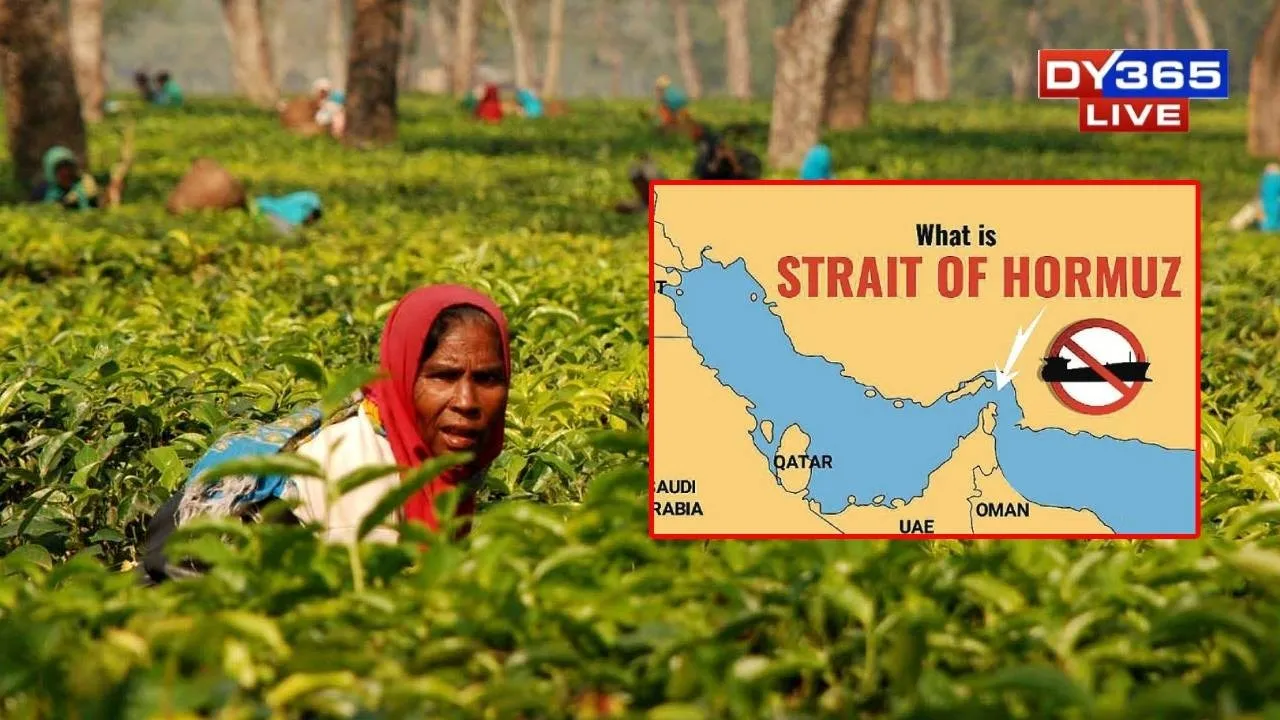  Geopolitical Tensions in Gulf Cast Shadow Over Assam Tea Exports