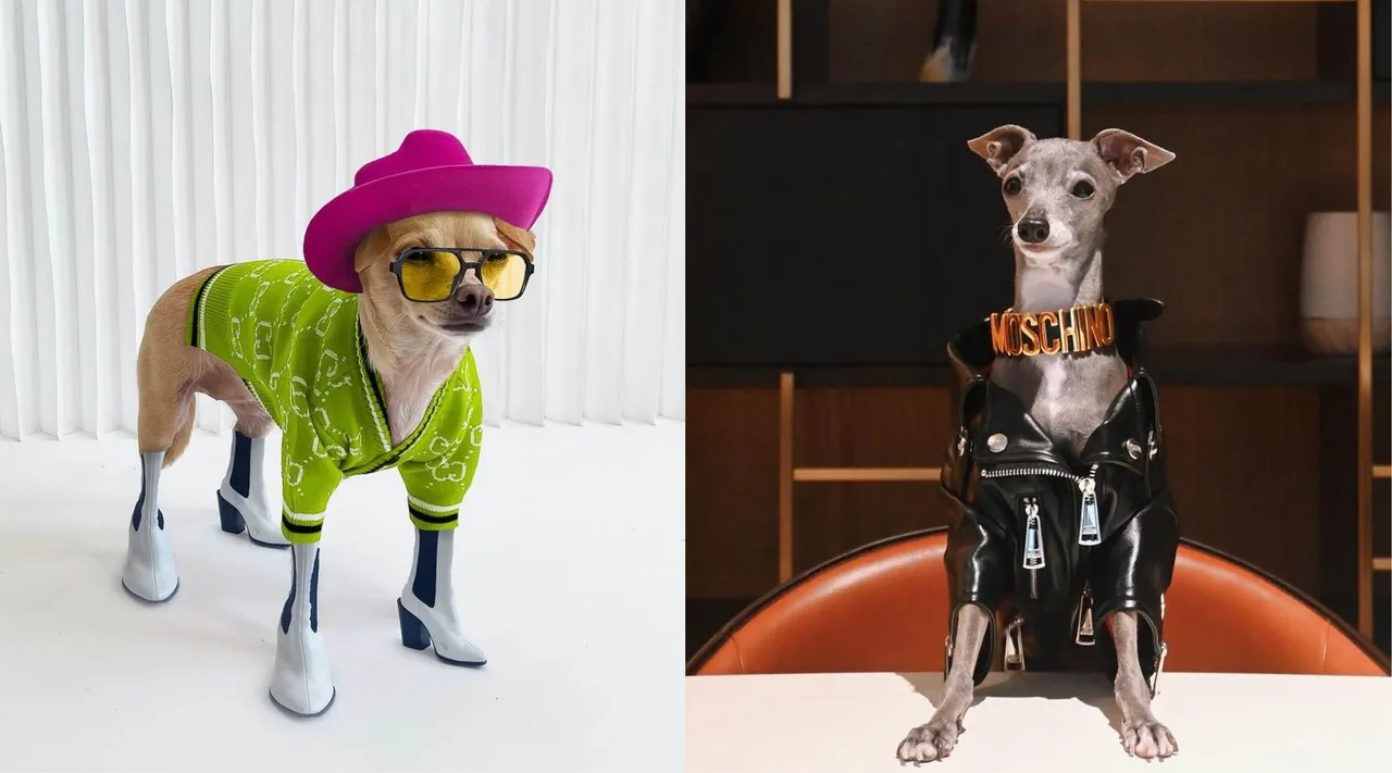 new size pets