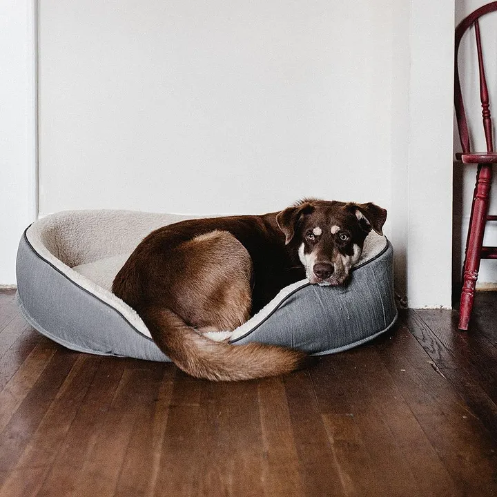 Dog trainers you need to follow on Instagram to help deal with your petâ€™s anxiety