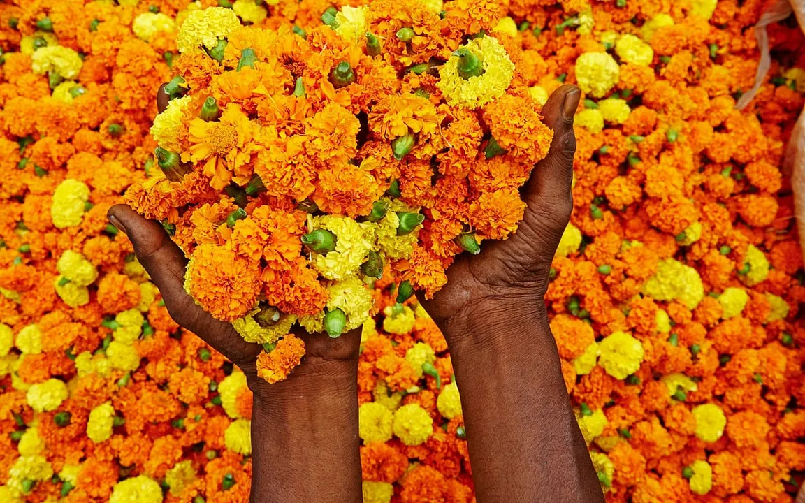 Why the Indian floral industry is blooming today