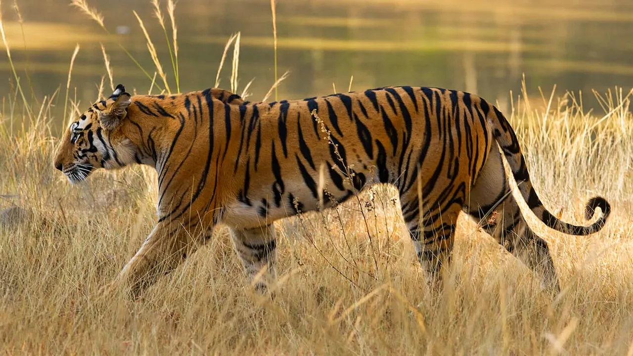 Add these 5 under-the-radar safaris to your bucket list