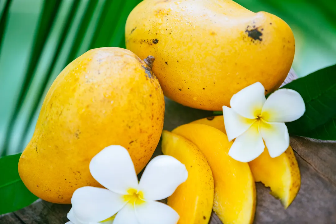 mango recipes