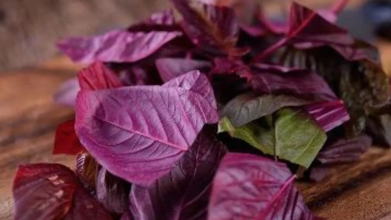 Spinach 