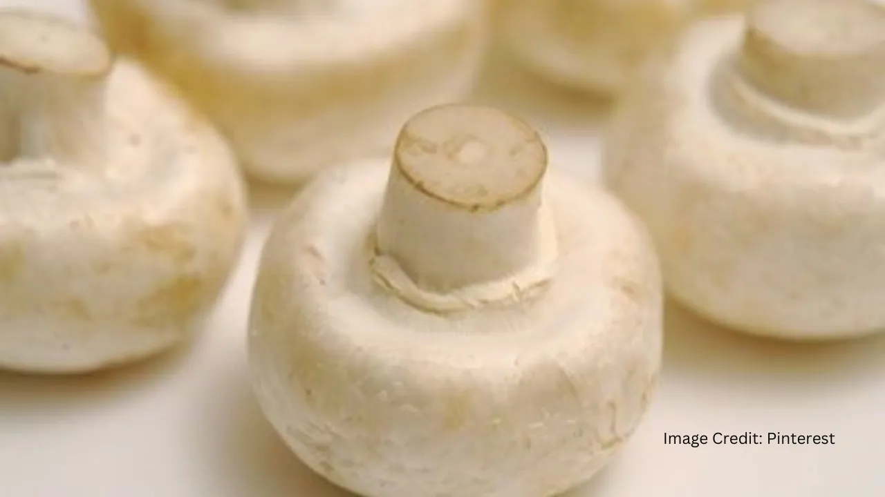 Mushroom Dishes