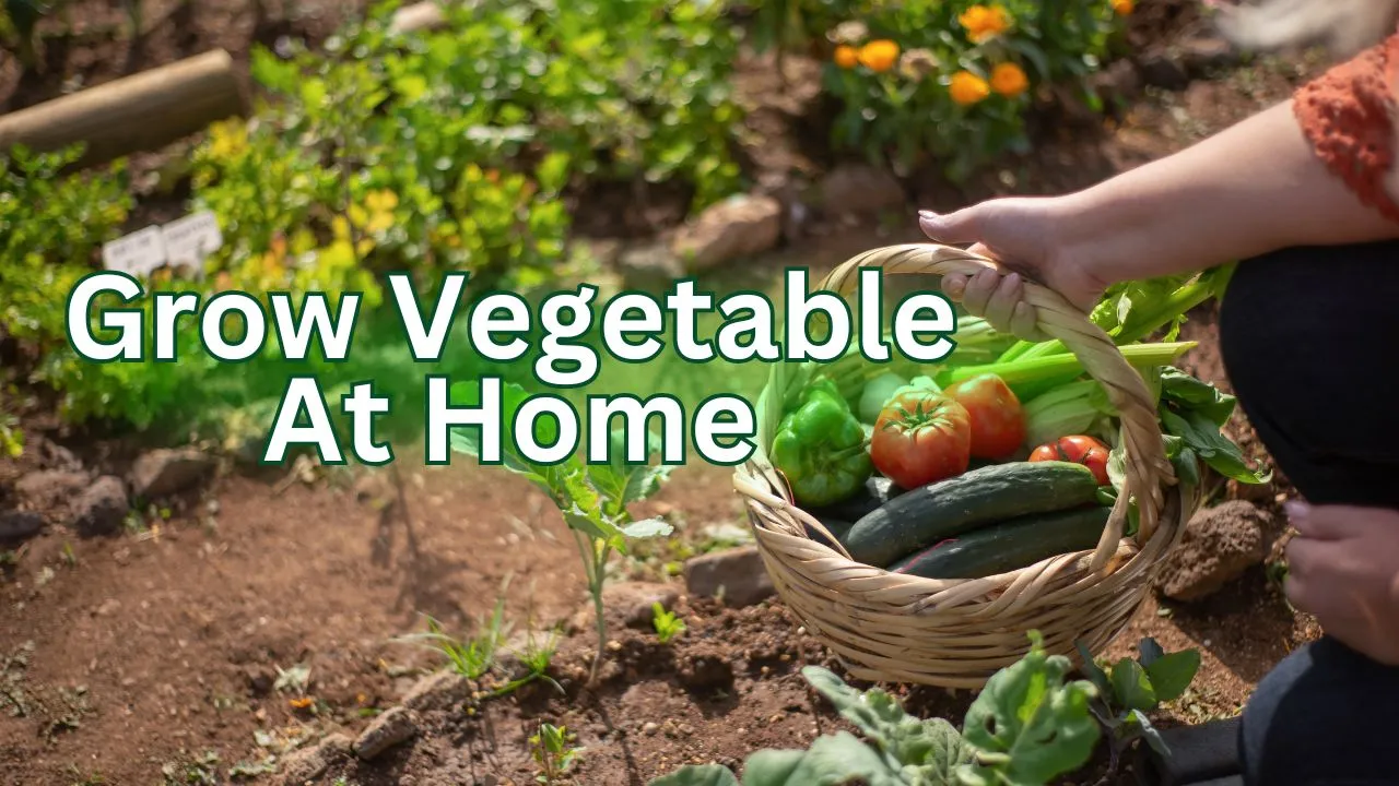 Grow Vegetable At Home