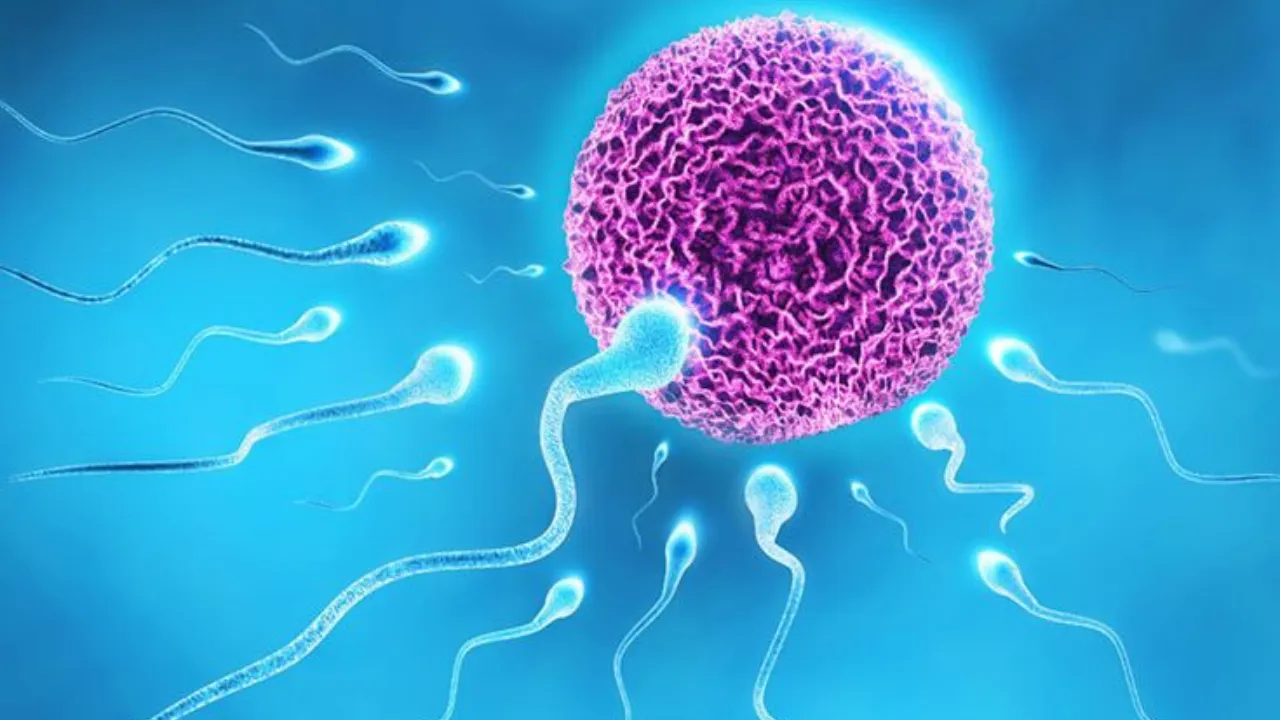 IVF Process
