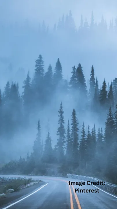 Foggy Roads