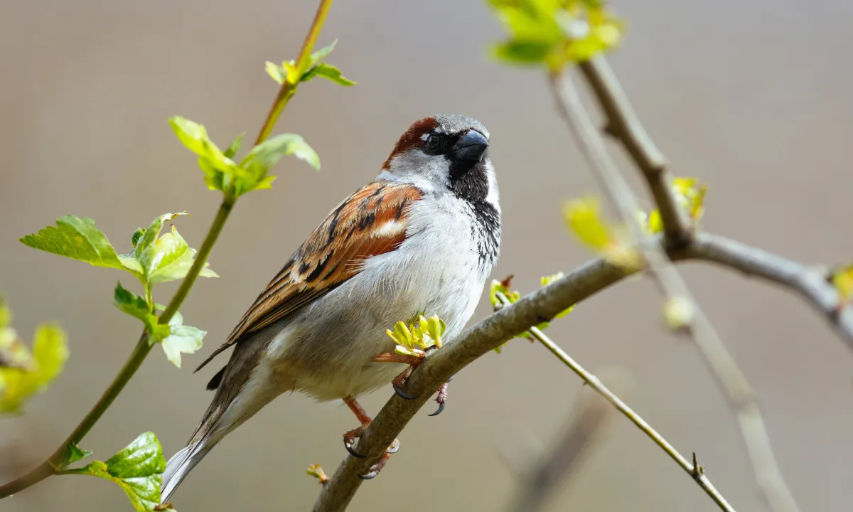 World Sparrow Day