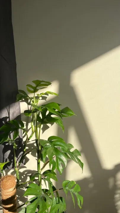 Plantt 