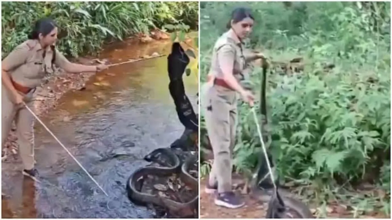 Brave Forest Officer Roshni Rescues 16-Foot King Cobra in Kerala Wins Hearts Online