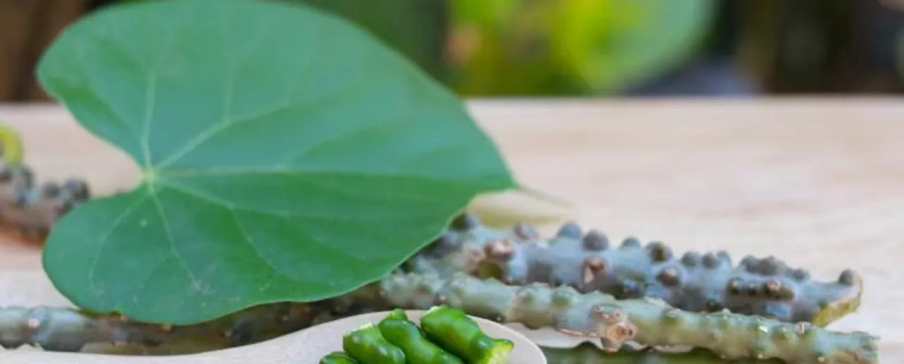 Benefits Of Giloy