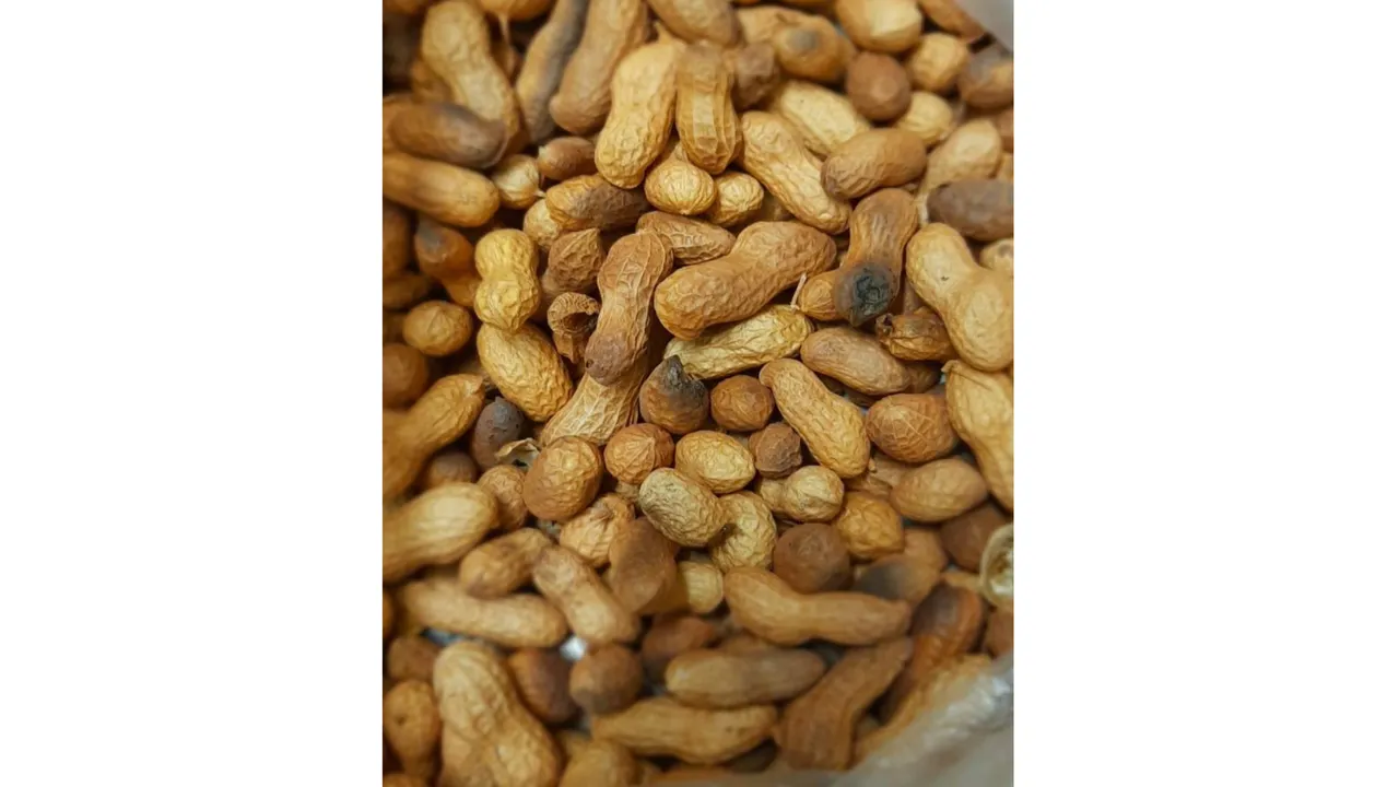 Peanuts (Navbharat Times).png