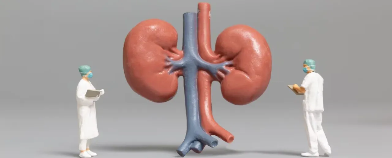 Kidney 