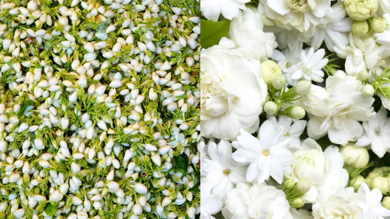Mogra Flower