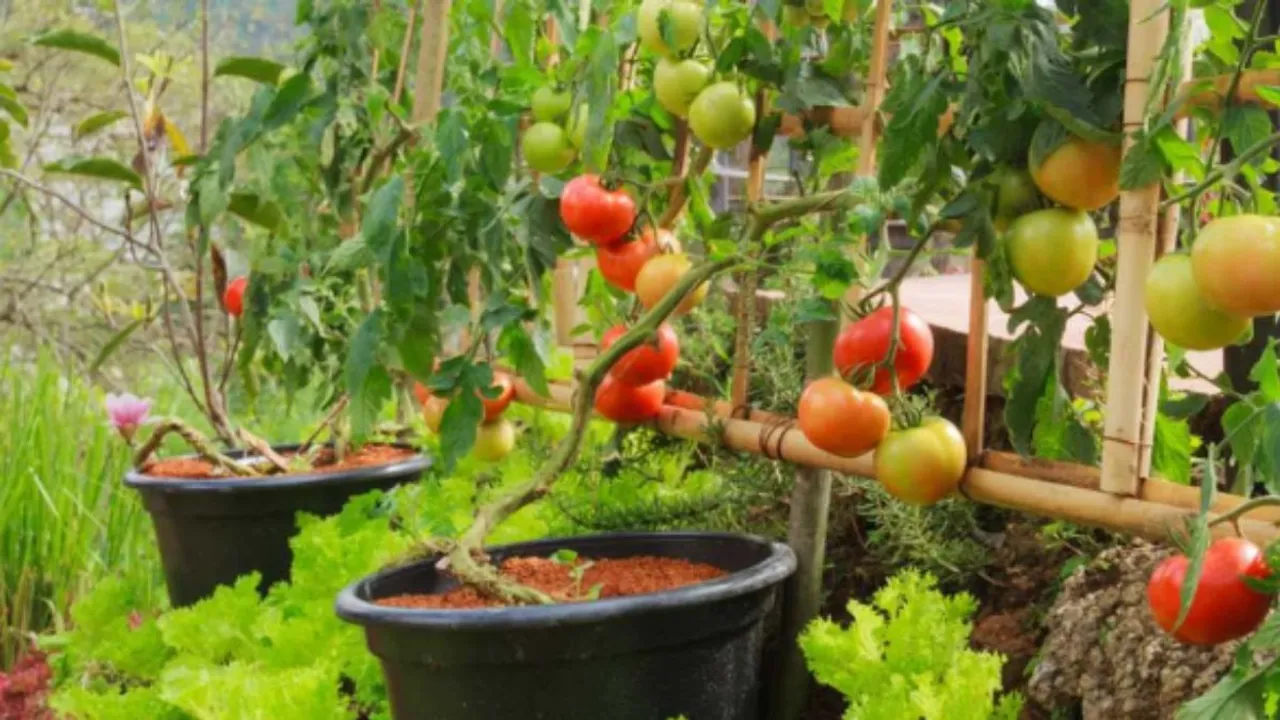 Vegetable home .jpg