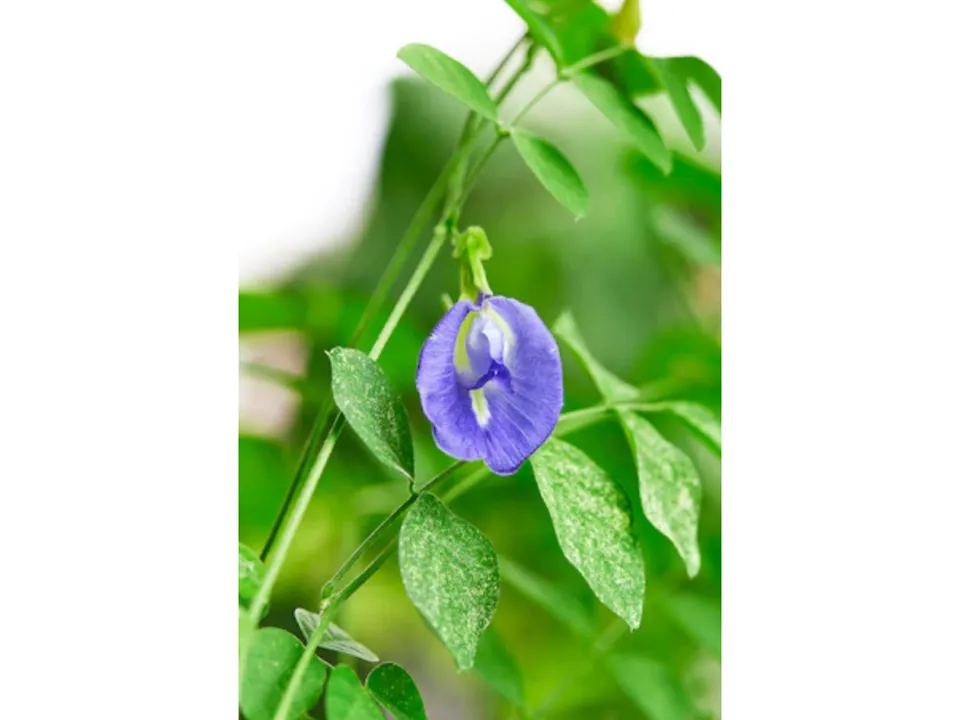 अपराजिता