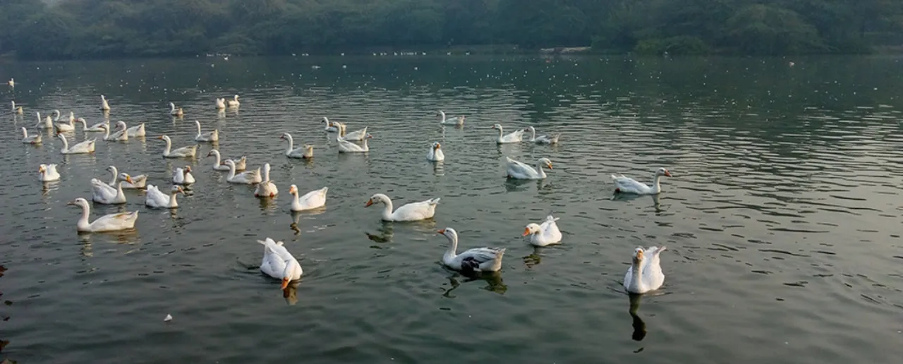 Delhi lake 0.png