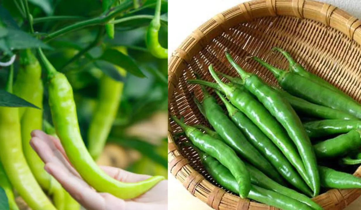 Benefits Of Green Chilli (ABP, Bhaskar)